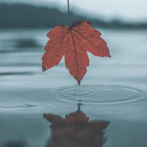 黄色浏览网站freechinese
